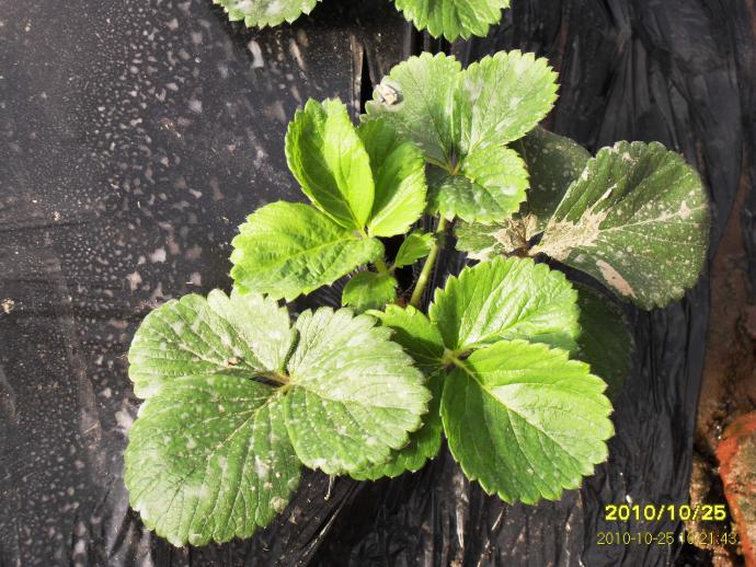 三唑類防治草莓白粉病抑制草莓生長高清圖譜