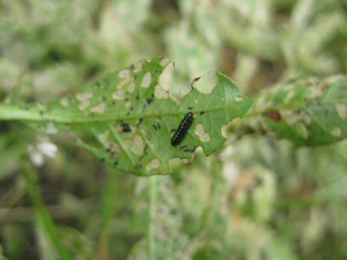 水花生叶甲对水花生的控制效果