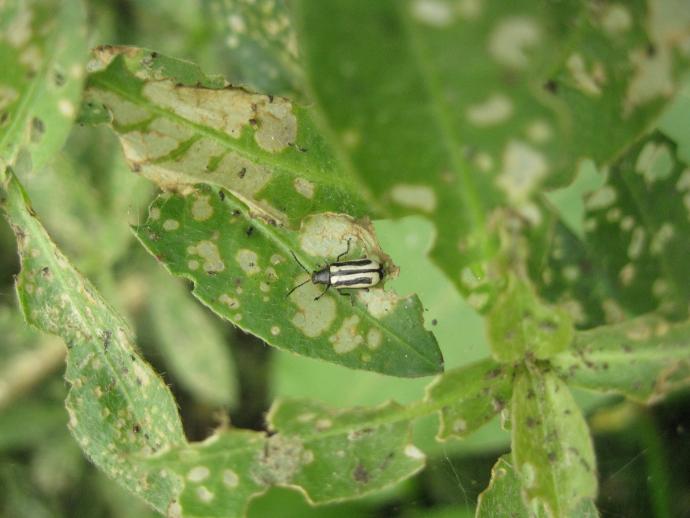 水花生叶甲对水花生的控制效果