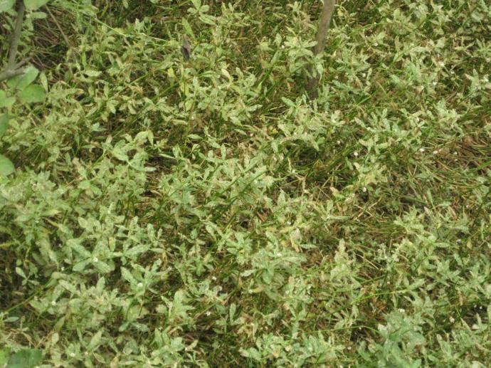 水花生叶甲对水花生的控制效果