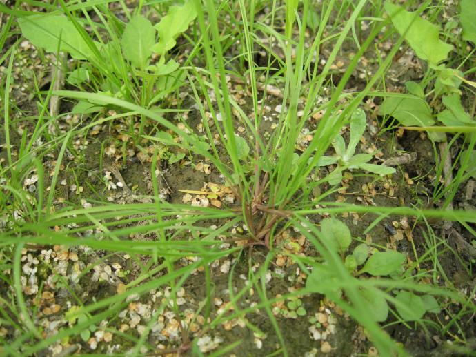红杆麦麦草和绿杆麦麦草