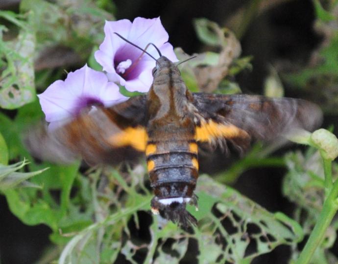 小豆长喙天蛾图片