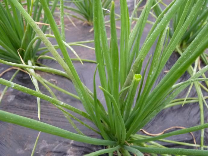 葱这是霜霉病吗