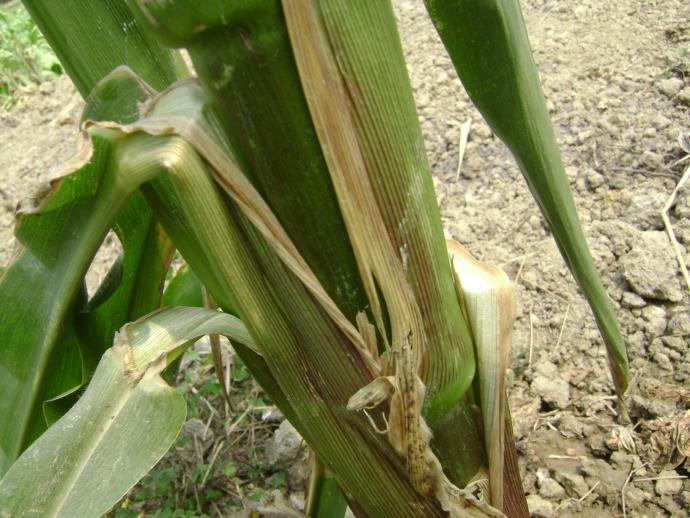反季节玉米图片