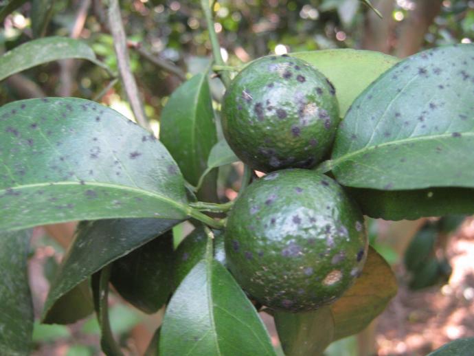 [柑桔类]柑橘小煤炱属煤烟病如何防治