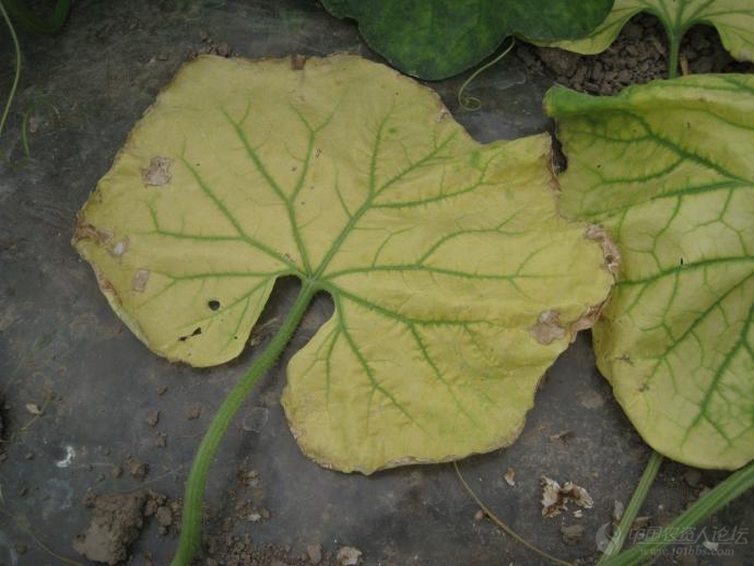 甜瓜缺镁还是新病毒请大家鉴定