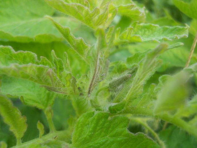 《娃哈哈随拍》番茄缺磷图片 新出炉