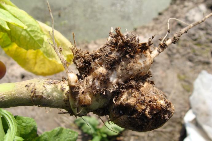 [其它]榨菜疑难病害