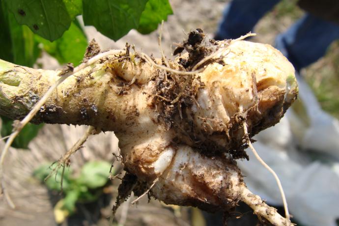 [其它]榨菜疑难病害