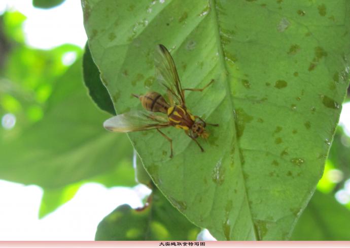 [柑桔类]柑橘大实蝇和小实蝇的怎么区分?-农业-零零社区 -