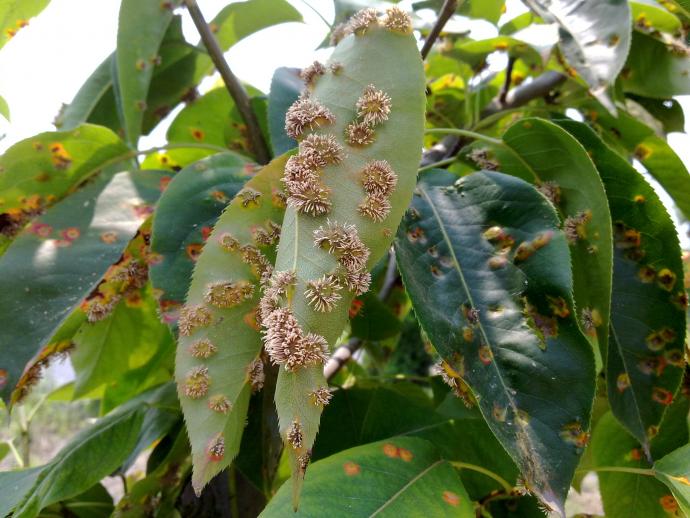 梨发一张梨树锈病图