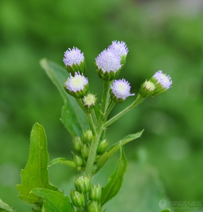 外来入侵恶性杂草胜红蓟
