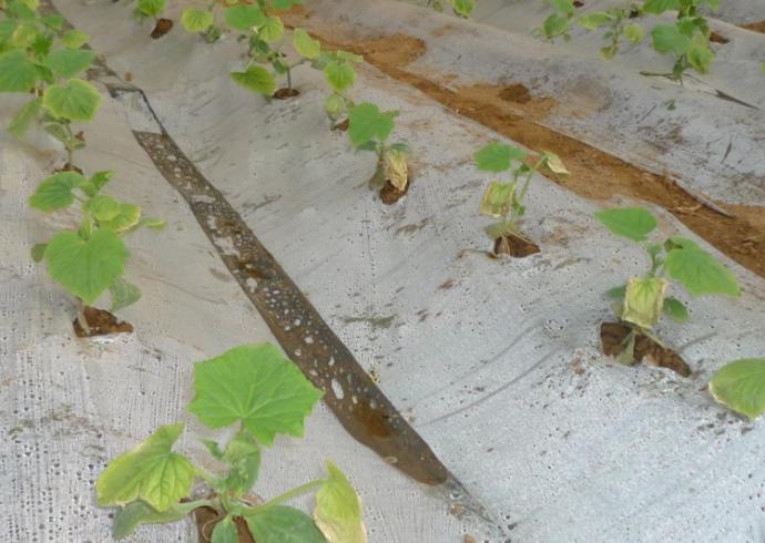 [黄瓜]黄瓜肥害典型图片供大家学习