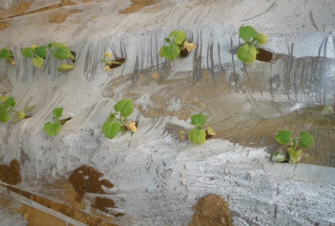 [黄瓜]黄瓜肥害典型图片供大家学习