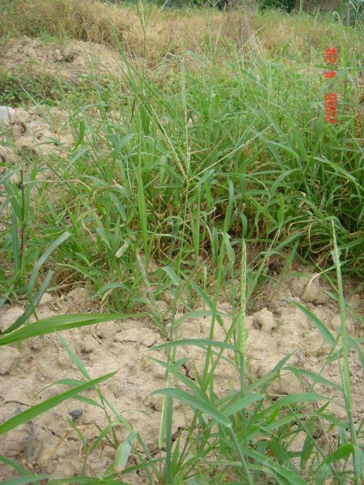 常见甘蔗田杂草高清图片