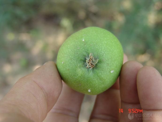 苹果桃小食心虫蛀果后害状