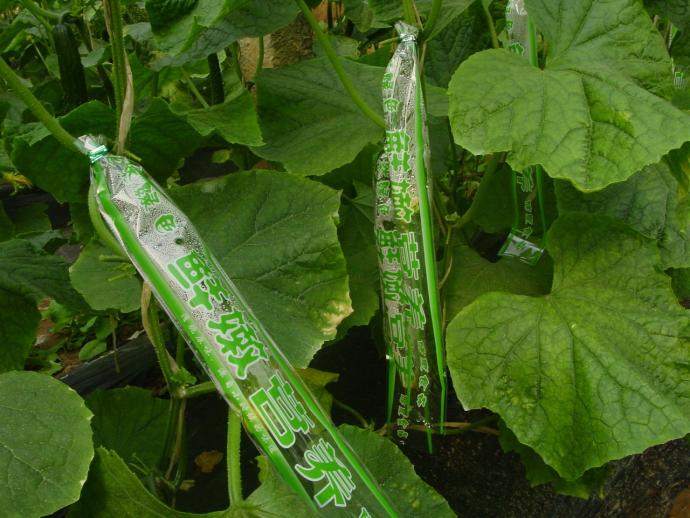 去客户那里拍摄的黄瓜套袋图片,和黄瓜出售时的真实图.