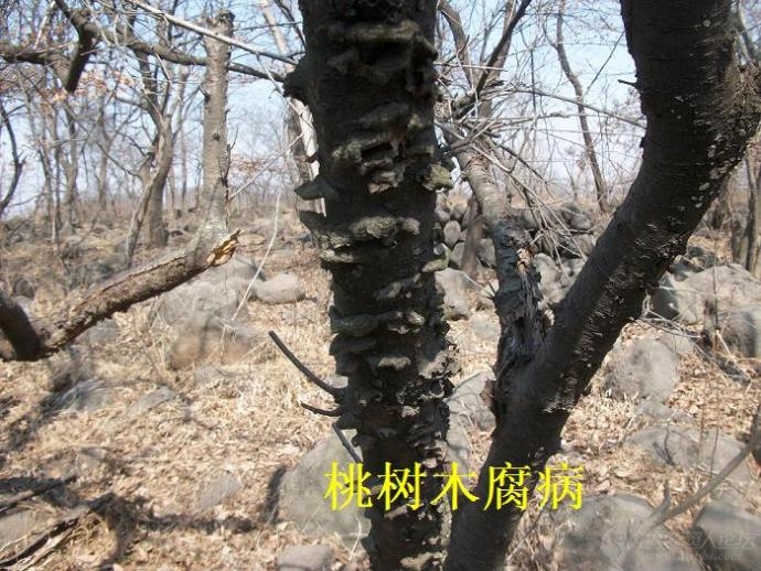 桃树木腐病[附图]