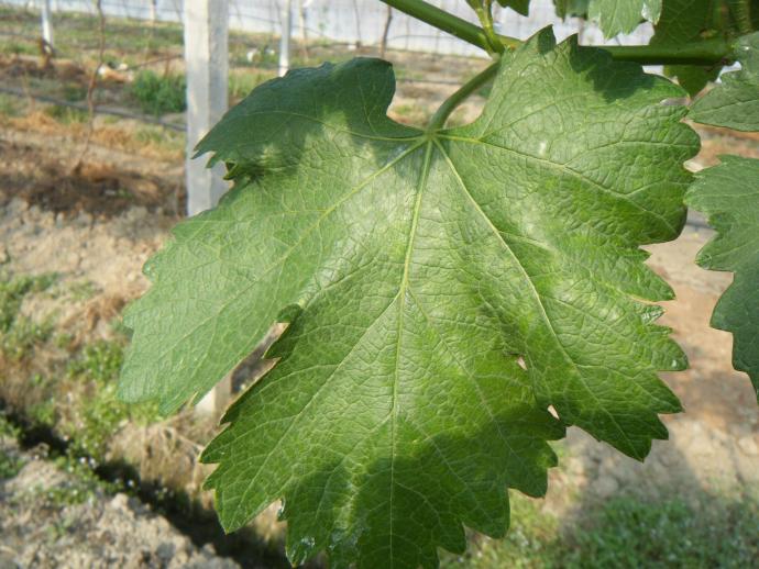 葡萄缺素症之一