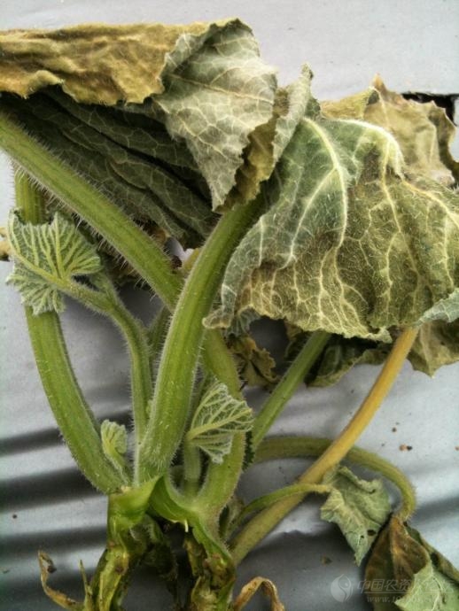 南瓜类似枯萎病图求指教