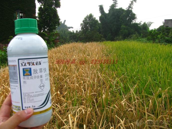 先正达立收谷降价处理