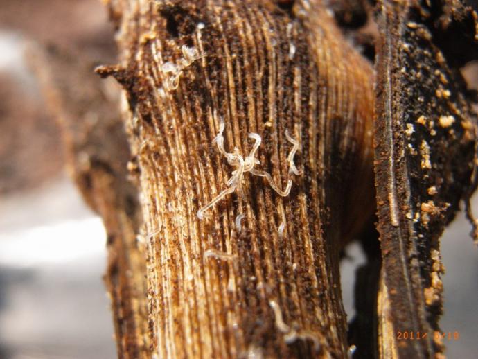 葡萄葡萄出现死苗在根部发现的虫子有没有认识的