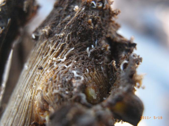 葡萄葡萄出现死苗在根部发现的虫子有没有认识的