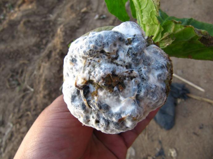 香瓜菌核病鉴定超清晰图片