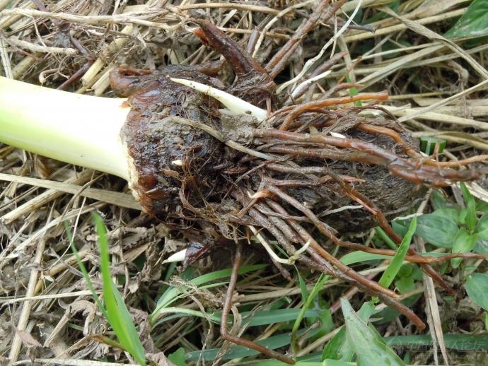 急,这芋头到底怎么啦,求解救!