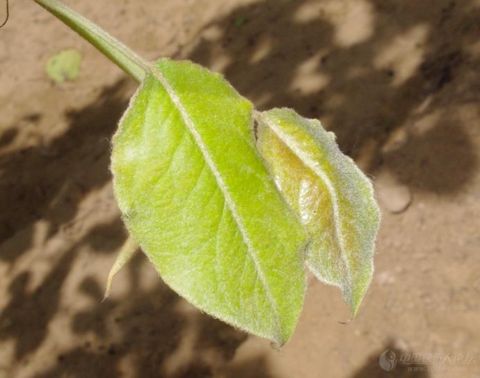 梨木虱的成虫和若虫