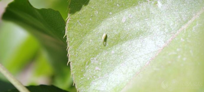 梨木虱的成虫和若虫