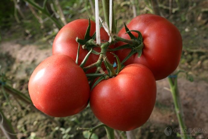 领航6号番茄种子在山东寿光试种成功_种苗天地_191农资人 - 农技社区