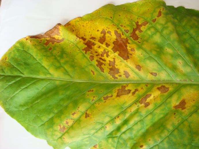 20噻菌铜sc龙克菌被列为2010年度烟草农药推荐使用品种