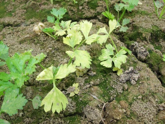 [芹菜]是芹菜有枯黄萎病吗?