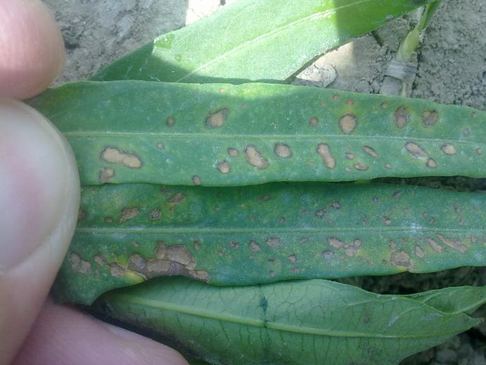 [空心菜]空心菜病害3,请高手鉴定.