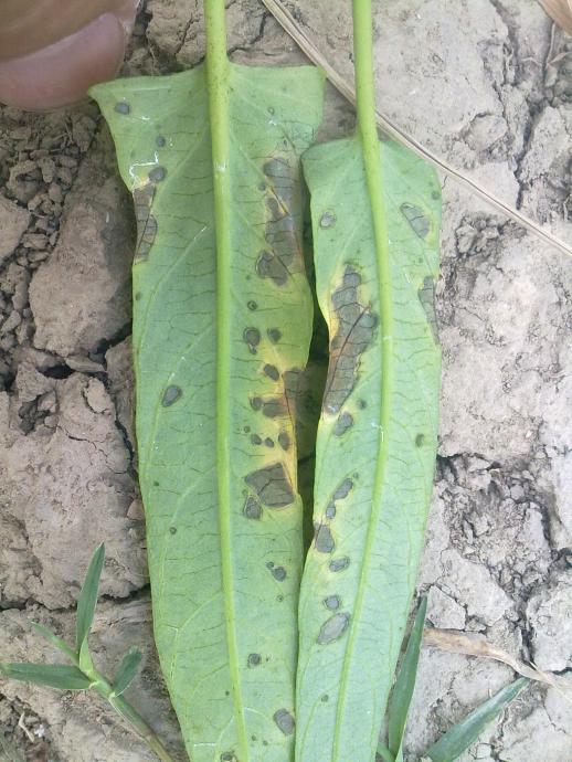 空心菜病害3,请高手鉴定.