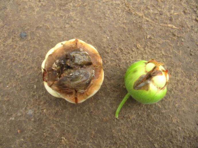 香瓜软腐病超清晰鉴定图片