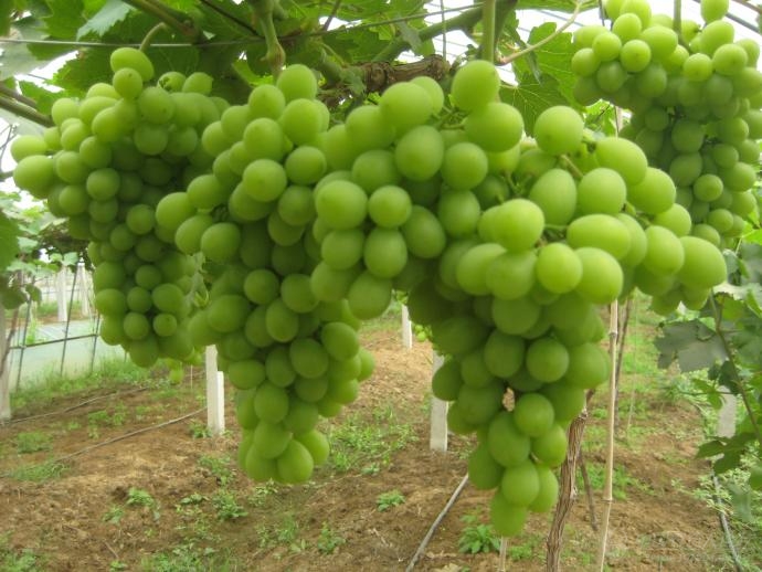 葡萄品种(比昂扣)