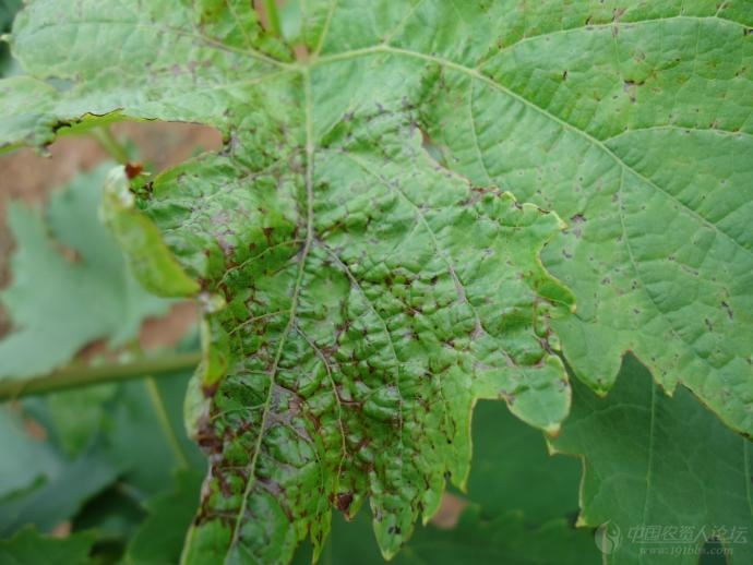 分析一下这四种产品在玫瑰香葡萄上产生药害是那种?