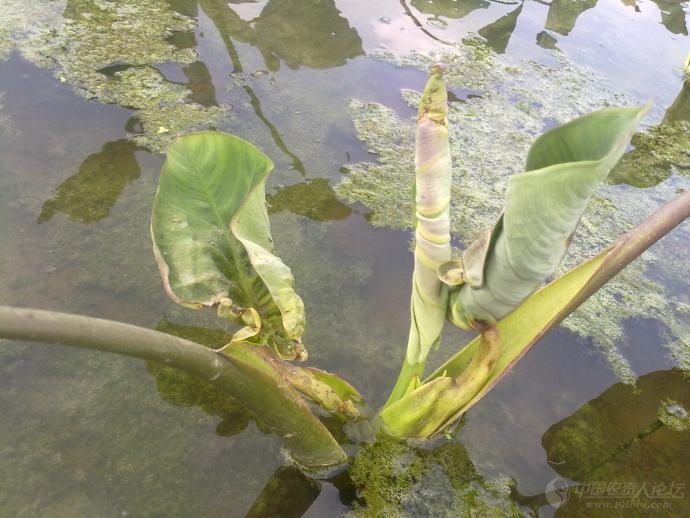 芋头除草剂药害