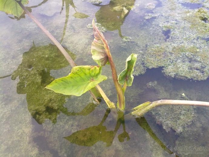 芋头除草剂药害
