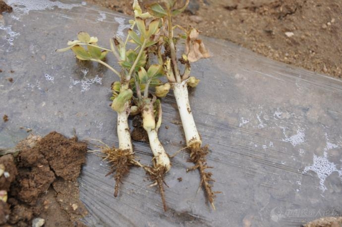 花生缩二脲中毒症状