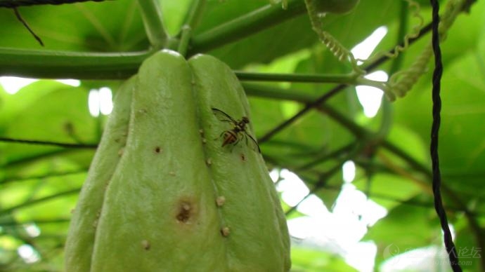 瓜实蝇高清晰图片
