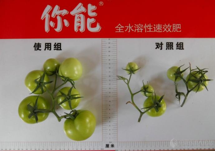 上海芳甸--"你能"水溶肥效果--有图有真相,一切皆有可能!