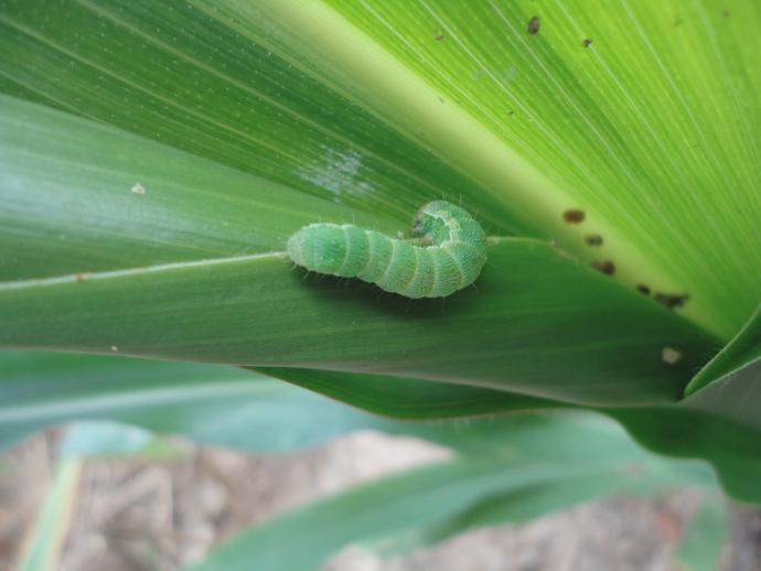 [其它]玉米地里的虫