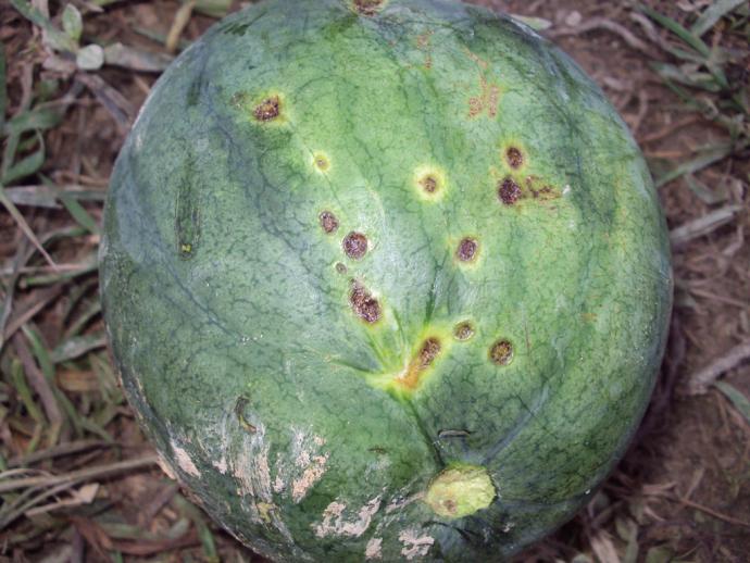 西瓜幼果病害图片,很少见的,是什么病害引起的?