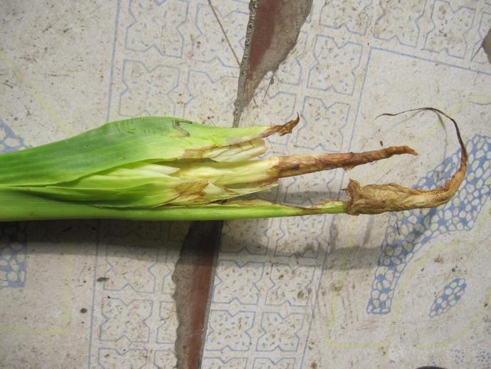 玉米我这里玉米现在出现了局部面积的心烂请指教