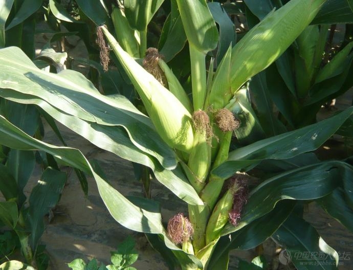 奇了怪了,玉米竟然结出7个果实