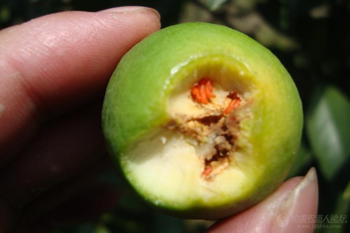 发几张桔实瘿蚊危害图片