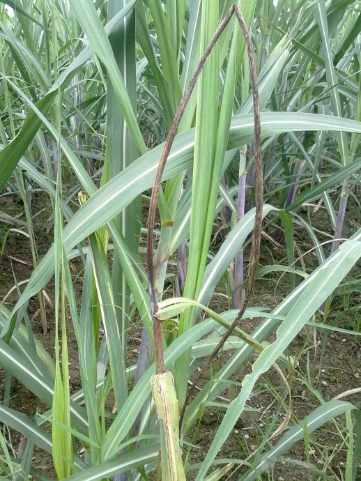 甘蔗黑穗病